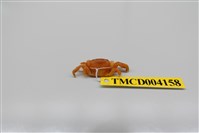 藏品(雙齒近相手蟹)的圖片